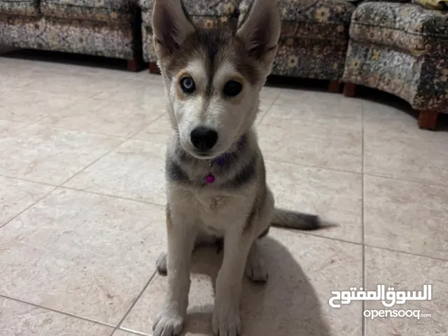 كلب هاسكي انثى
