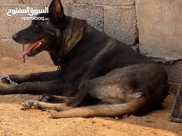 دكر مالينوا مكسيكي استراد الجزائر