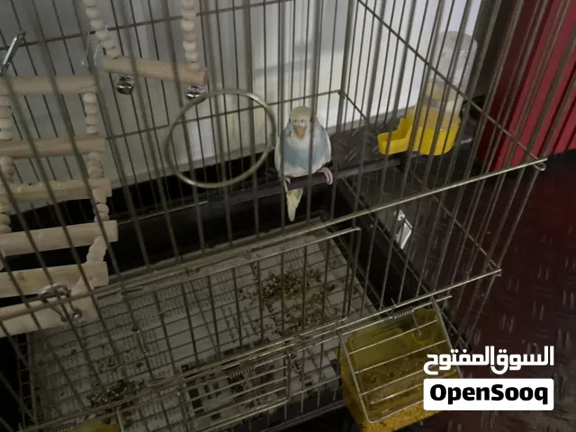 بادجي طفرة مميزة  طيران حر ويجي على صاحبه