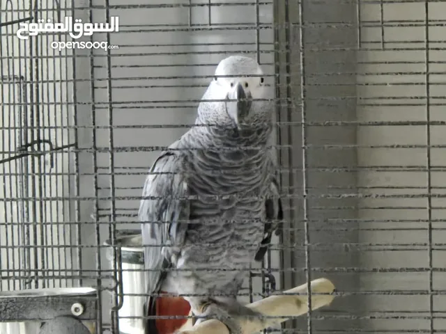 Casco Bird, African Grey parrot. ببغاء الكاسكو Young and knows how to say allah akbar