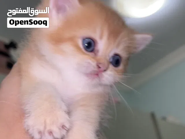 Rare royal beauty/ جمال نادر بملامح ملكية