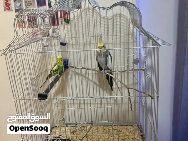 ببغاء كوكتيل وعصفور استرالي بسعر لقطه