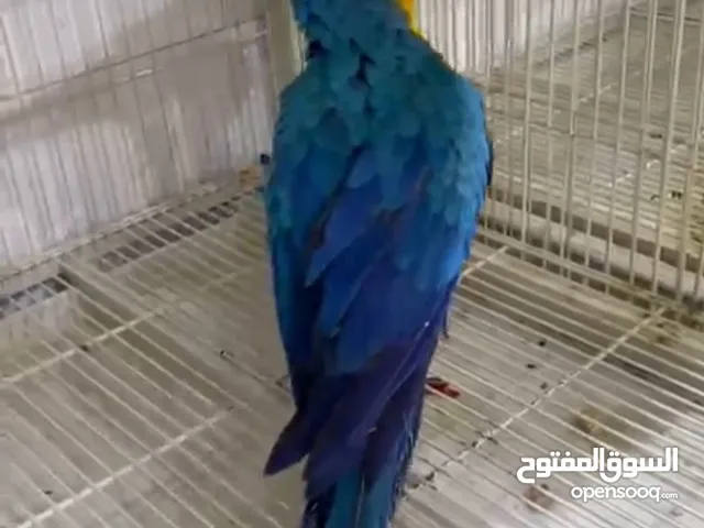 بلو اند قولد مكاو