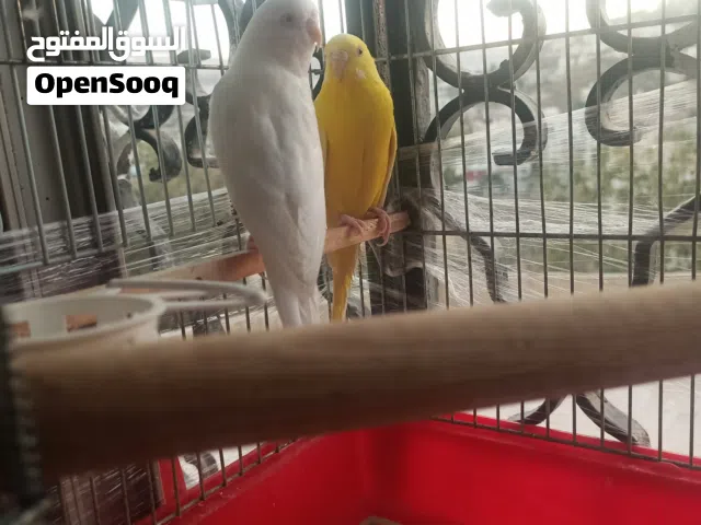 جوز طيور حب