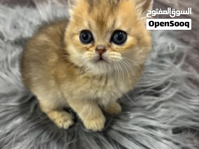 انثى سكوتش ستريت