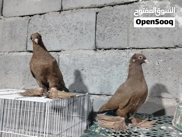 زوج رواعب مخاليف صغار