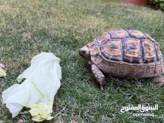 سلحفاة انثى يونانيه مهمازية الورك نادره حجمها ممتاز لتزاوج آليفه بصحه جيده جدا مشاءالله تبارك الله