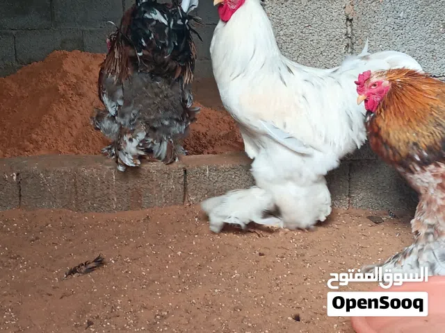 فراريج براهما......