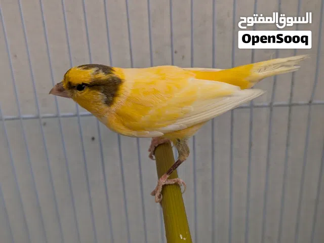 فحل كنار جاهزه جيزه زي نار بدون قفص