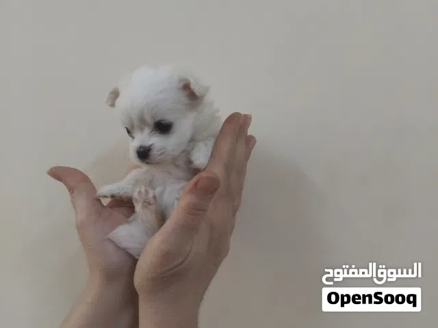 Matyz puppy for sale