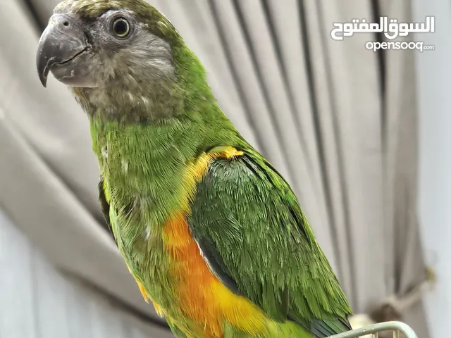 ببغاء سنقالي للبيع