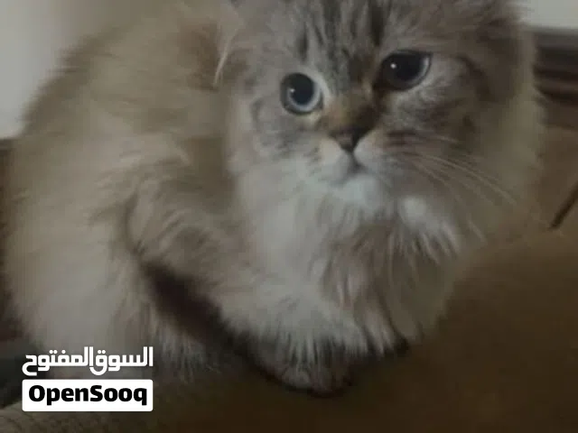 بسة شيرازي للبيع