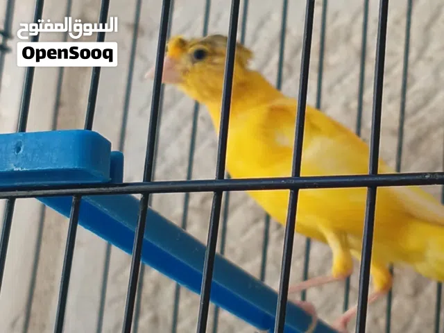طير كنار لون منجاوي مقنبر فل كرست