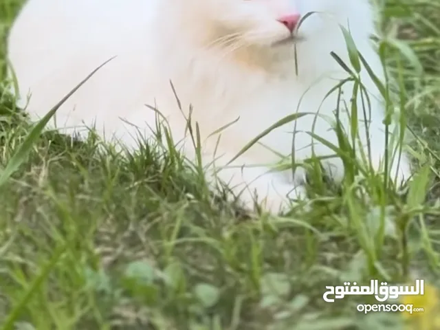 قطة شيراز طالبه تزاوج