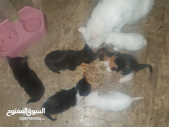 قطط جميله ولعوبه عمر 6 اسابيع