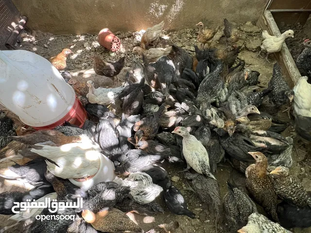 صوص دجاج شهرين وشوي