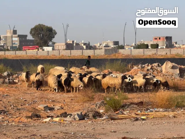 اغنام لي اي استفسار اخر ع الهااتف