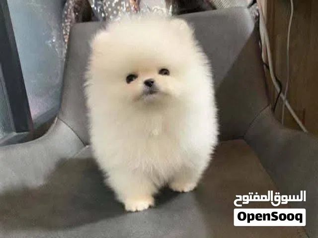 Pomeranian puppies