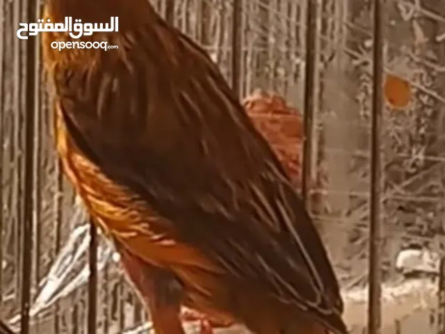 أنثى كنار عمر سنتين مع مخلفين عمر 3 أشهر