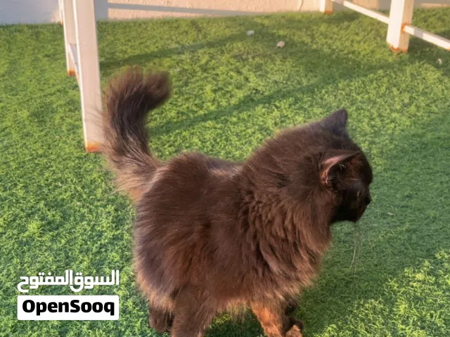 قطه شيرازي لون نادر  Persian cat, rare color