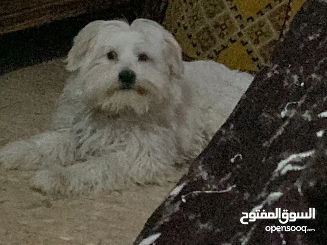 ذكر تيرير بيع / بدل