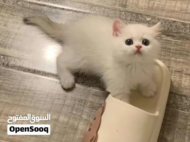 قطط اناث عمر شهرين ماخدين اول مطعوم كل قط يباع فردي