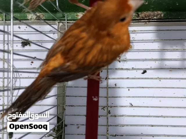 عصافير كنار