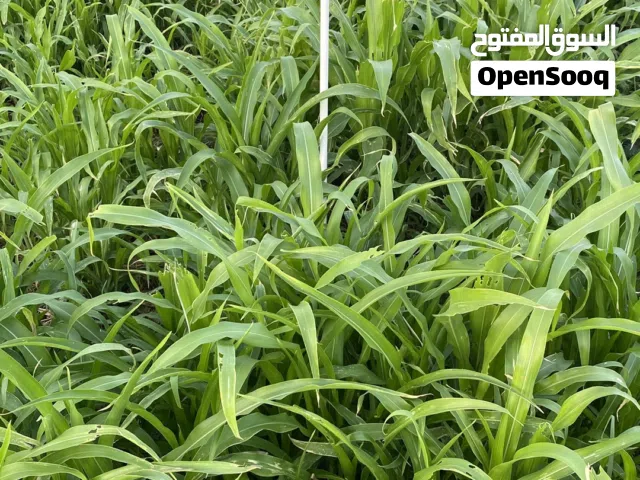 ذرة ( ريمبو )