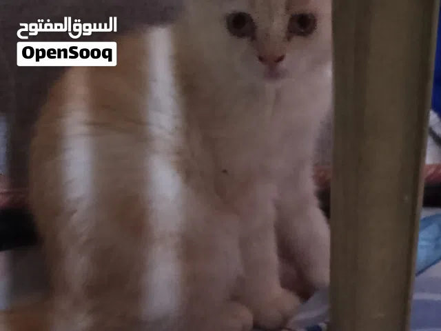 قطط شيرازي بيرشن للبيع بسعر مناسب   قطط لعوبين وبصحه جيده ممتازه  متعلمين ع لتر و ع الاكل دراي فود