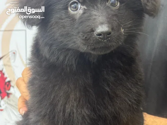 جيرمن لونق هير