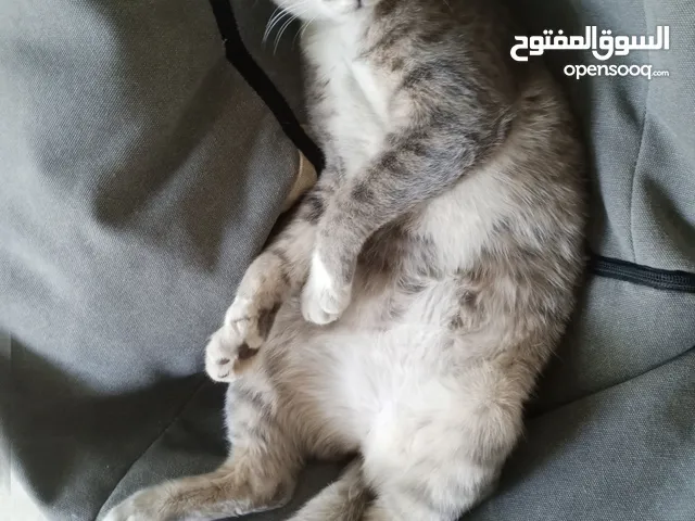 قطة انثى شيرازي هملايا للتبني مجانا عمر تسع اشهر مع ملحقاتها غير مؤذية وتحب اللعب و نظيفة