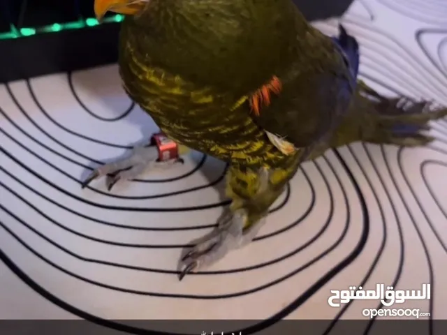 لوري سكالي مهجن ثلاث طفرات