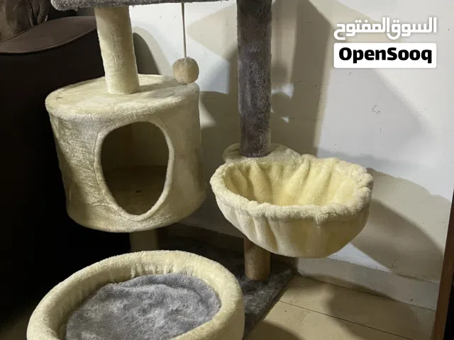 خدشت قطط للبيع