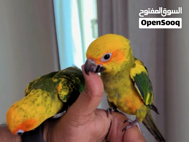 صن كنيور الليفين