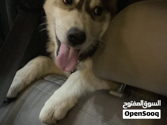 كلب هاسكي انثى