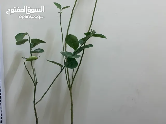 سفرجل بورقاب