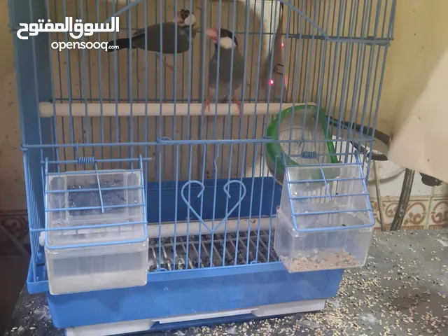 للبيع طيور جاوا مع قفصهم