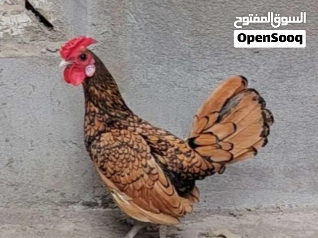 دجاج اسباني