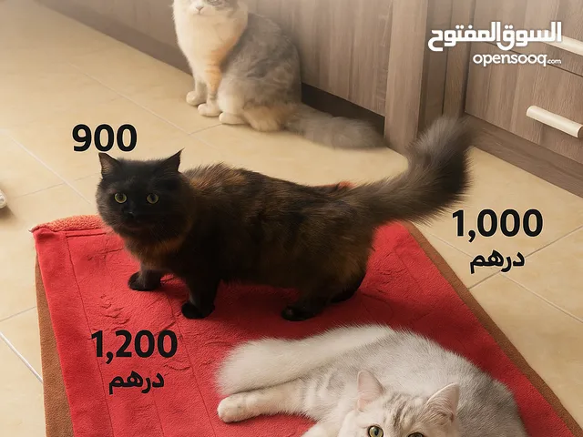 3 قطط شيرازي متنوعة و رائعة