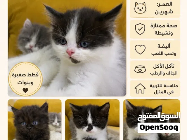 قطط صغيرة للبيع �