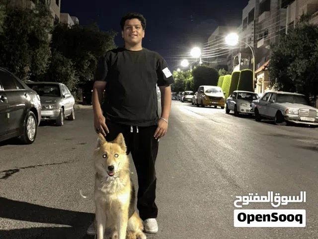 كلب هاسكي مبندق جيرمن أليف