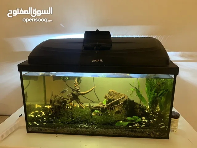 Fish tank with full equipment