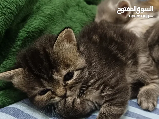 قطه عمر شهر راغدول ابتدت تاكل وعرفت الليتر بوكس