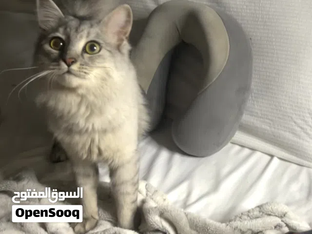 للتبني ذكر شيرازي 8 اشهر