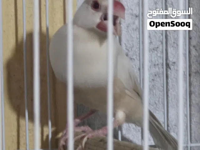 للبيع زوج جاوه باستيل