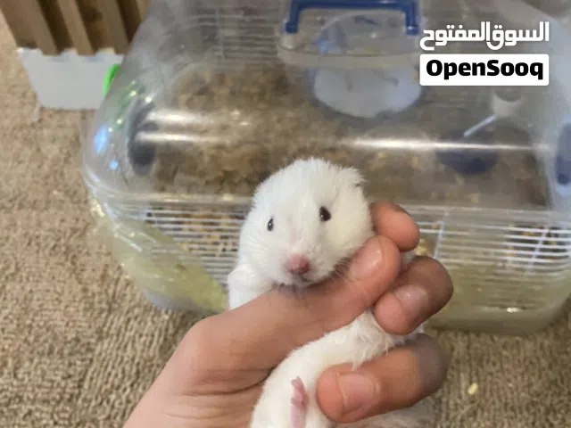 هامستر لونه أبيض للبيع مع قفص
