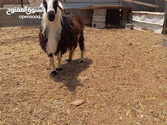 كبش خروف كبش عماني ما شاء الله فل سمنه ولد سنه ونص وفوق يصلح تربيه ويصلح ضحيه مطلوب 160