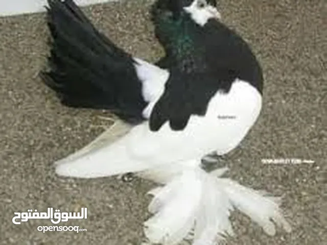 حمام فولكا جوزين للبيع