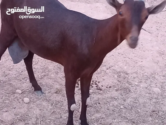 عناق اسبنانيه مرسيانو سنها ارباع جنس حليب شق واحد