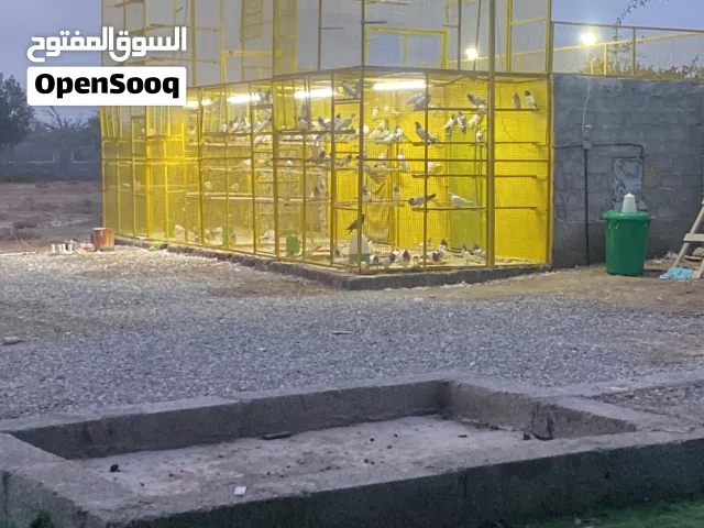 جال حمام او قفص